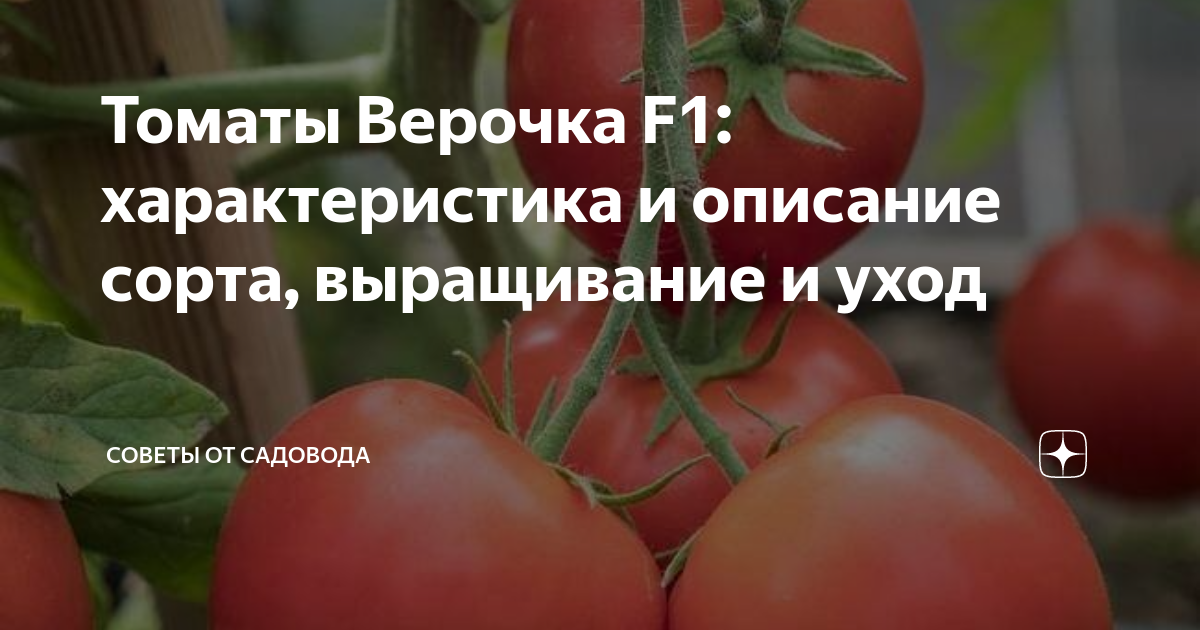 Томат верочка f1 (партнер) - описание сорта гибрида, характеристика, урожайность, отзывы, фото