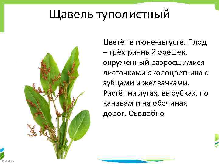 Щавель кислый или щавель обыкновенный (rumex acetosa l.)