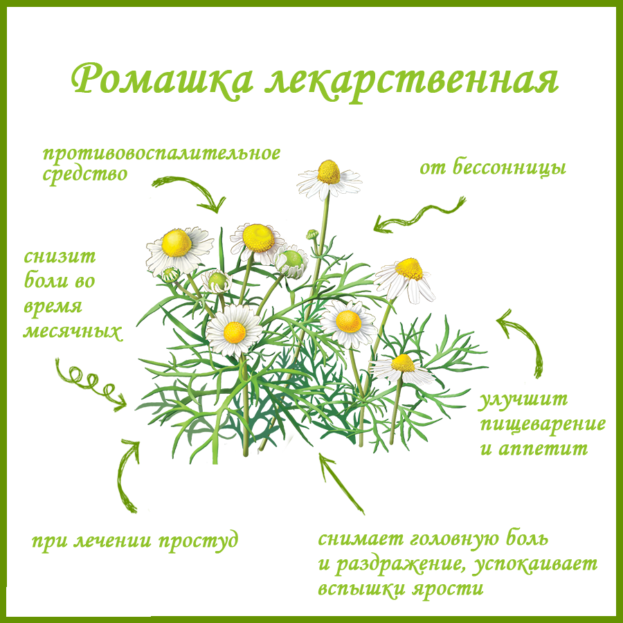 Матрикария: посадка и уход в открытом грунте, выращивание из семян, фото