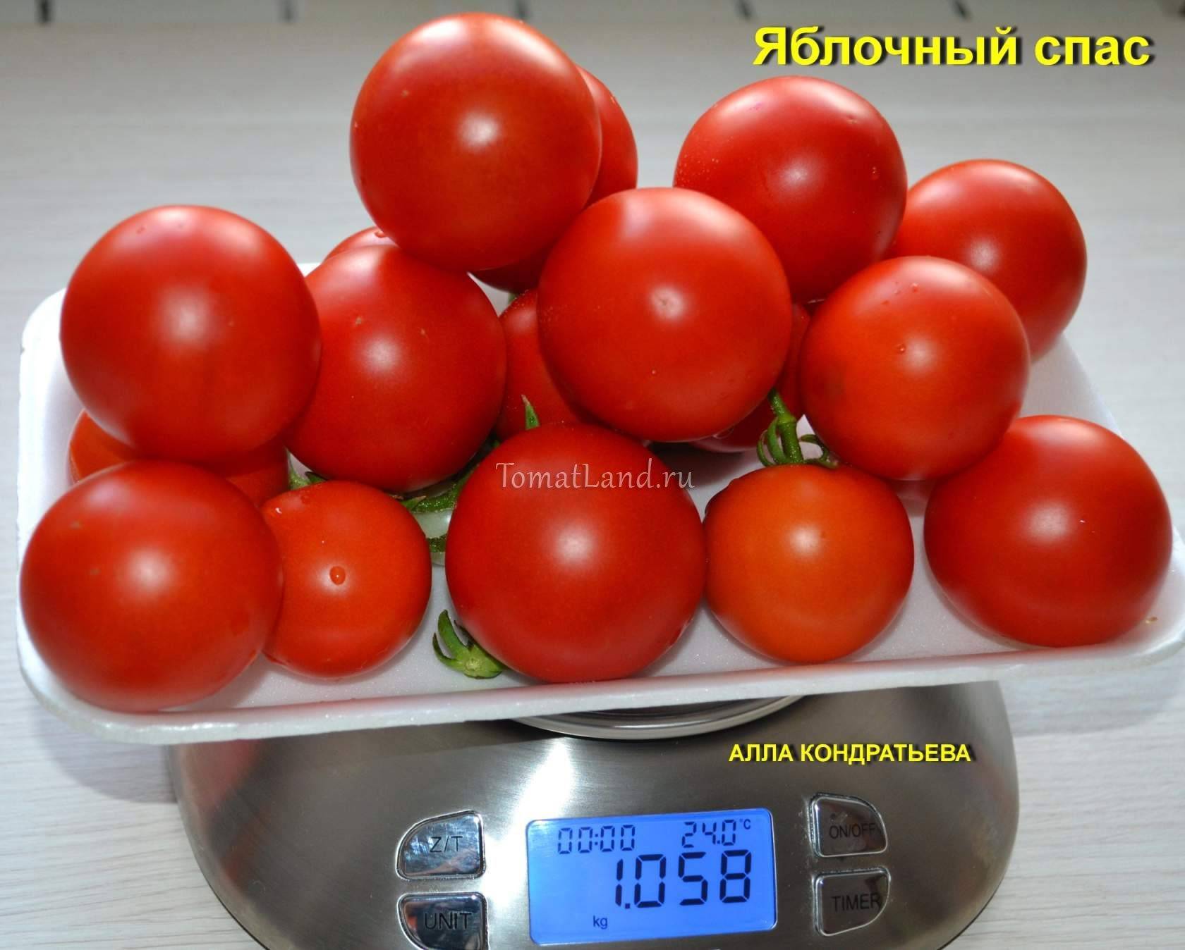 Фото, отзывы, описание, характеристика, урожайность сорта томата «яблочный спас».