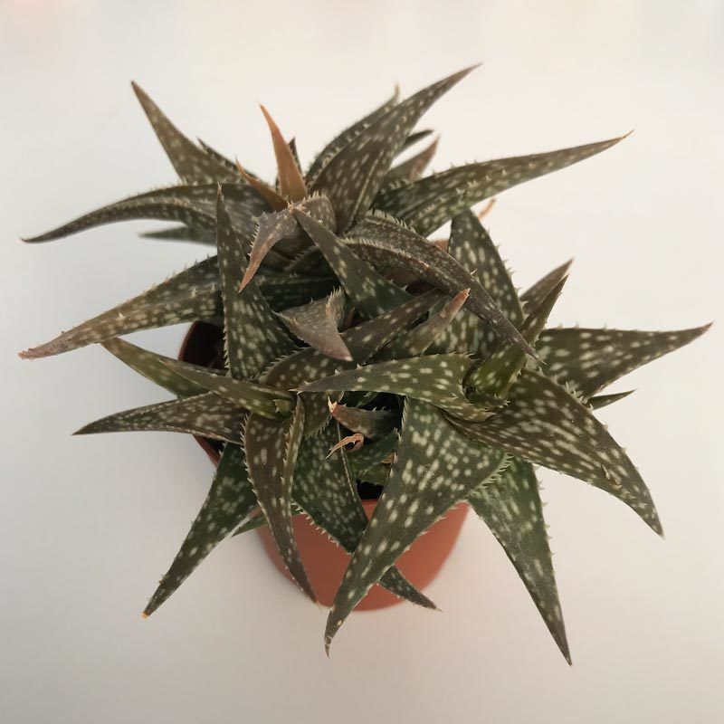 Алоэ рауха: , , — succulents by peter lapshin
