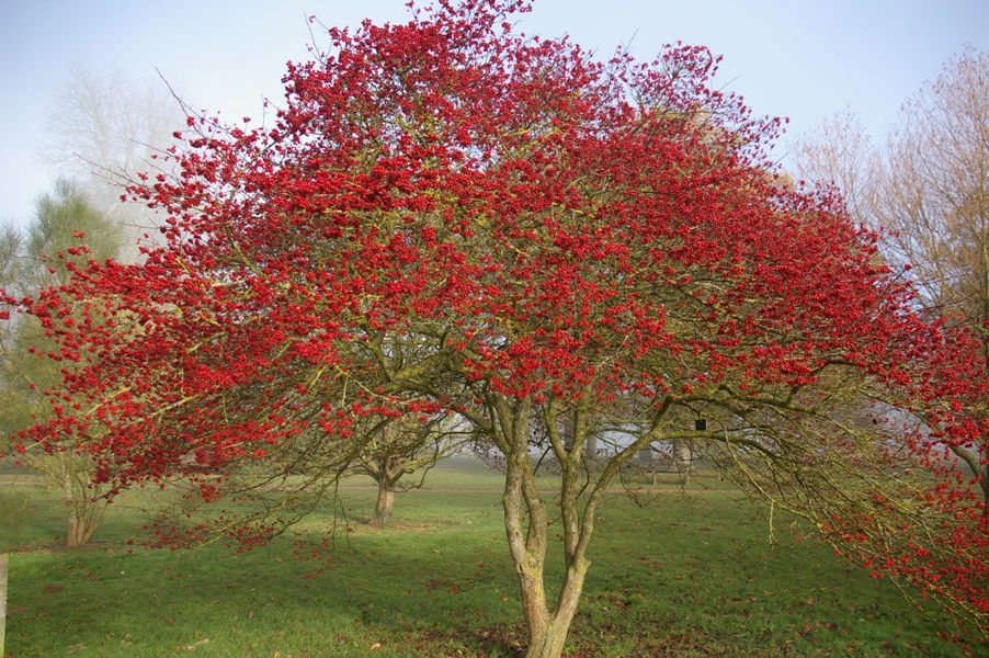 Боярышник обыкновенный (crataegus laevigata): описание растения, посадка и уход