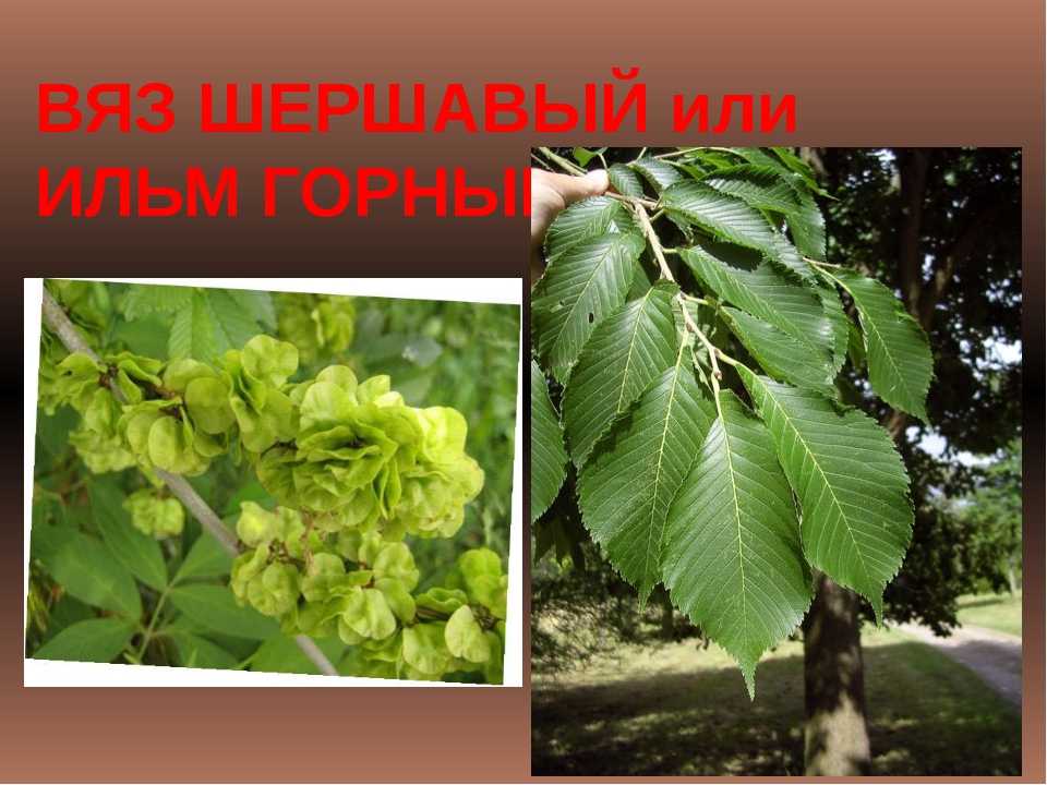 Дерево вяз гладкий описание и особенности выращивания