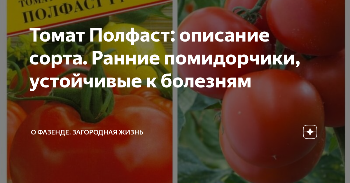 Томат полфаст f1: отзывы, фото, описание и характеристика сорта, урожайность