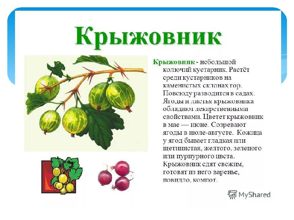 Крыжовник ленинградский