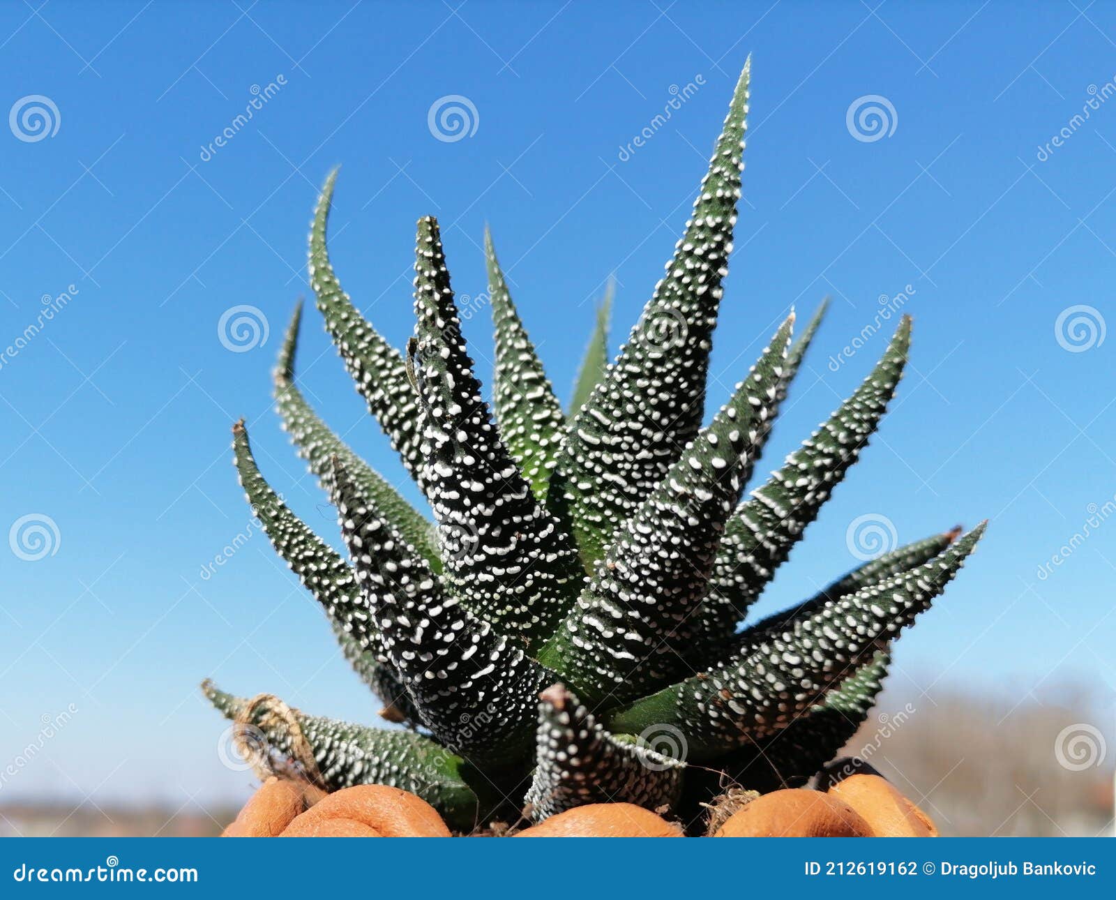 Уход за остистым алоэ в домашних условиях: как растить aloe aristata, цветение