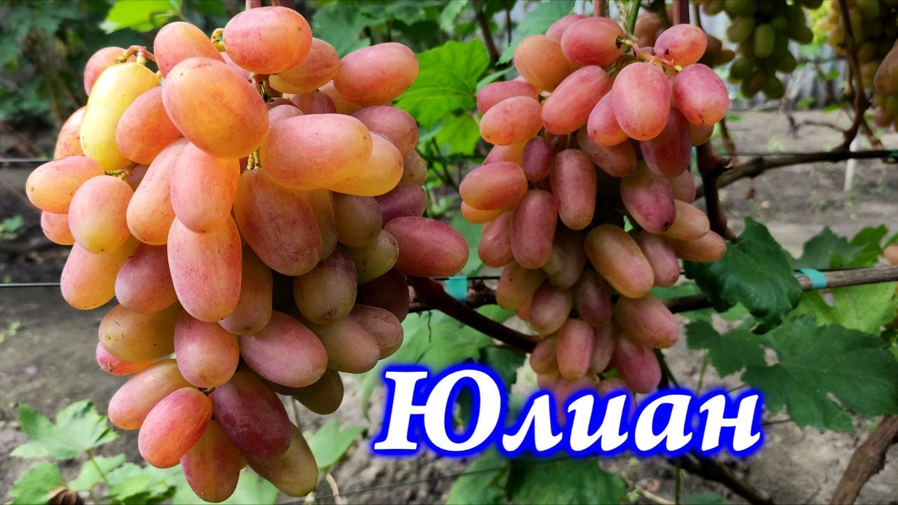 Сорт винограда юлиан: фото, отзывы, описание, характеристики.