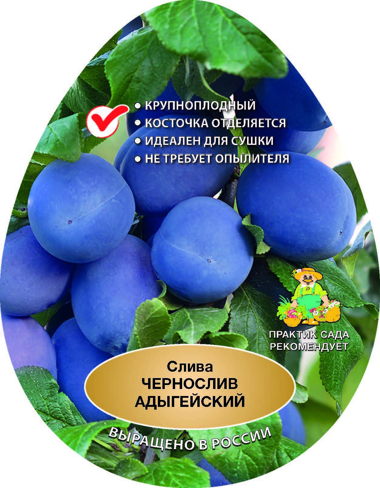 Из какой сливы делают чернослив? как правильно сушить в домашних условиях?