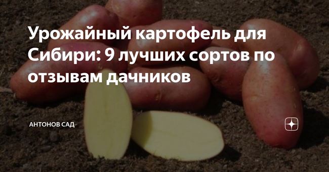 Лучшие ранние сорта картофеля для россии и ее регионов
