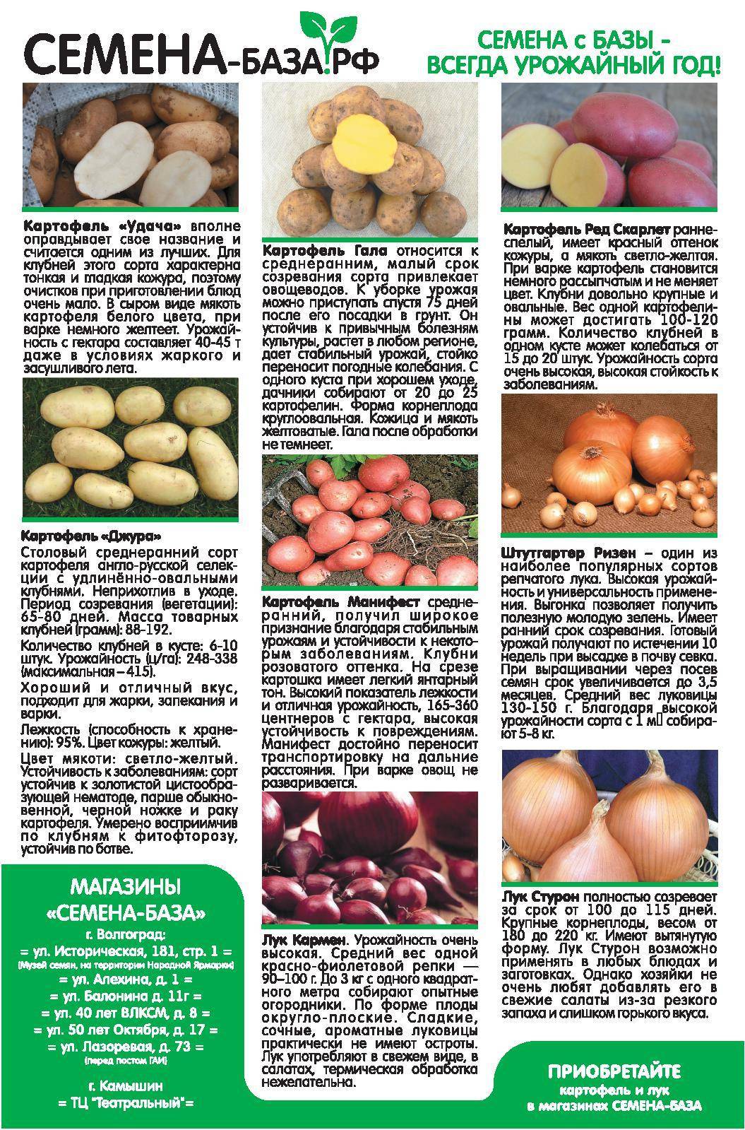 Голландские сорта картофеля: виды и их описание