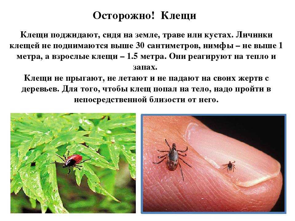Паутинный клещ на орхидее описание, признаки заражение, эффективные методы борьбы