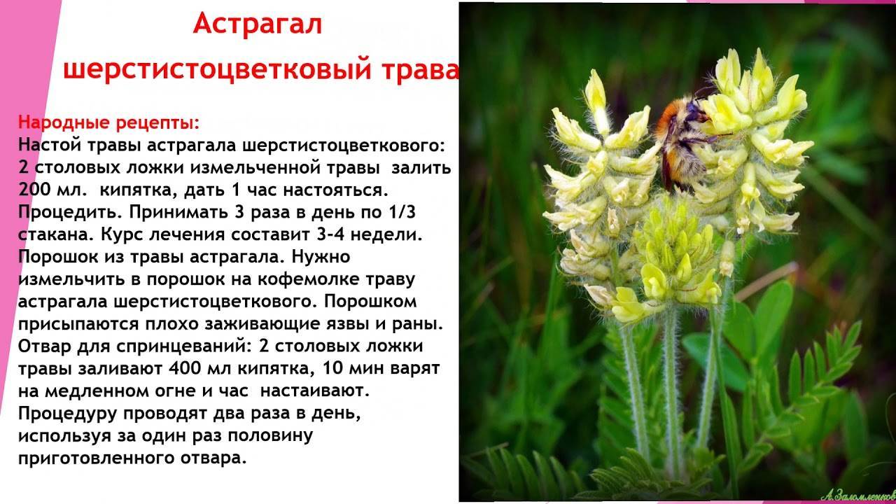 Астрагал — малоизвестная и почти волшебная трава. свойства, приготовление настоев и отваров, выращивание. фото — ботаничка
