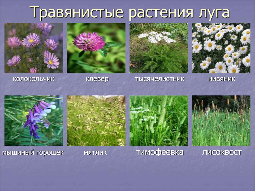 Бримера аметистовая выращивание из семян