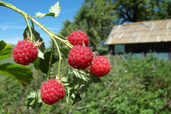 Малина кредо: описание сорта, посадка, выращивание, уход