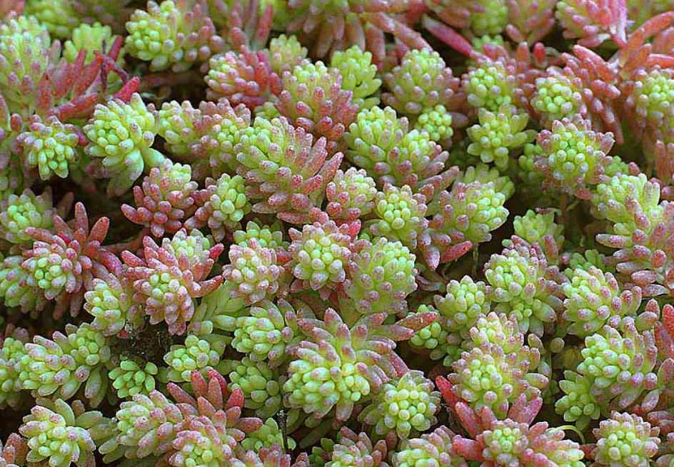 Очиток красноокрашенный (sedum rubrotinctum): все о выращивании