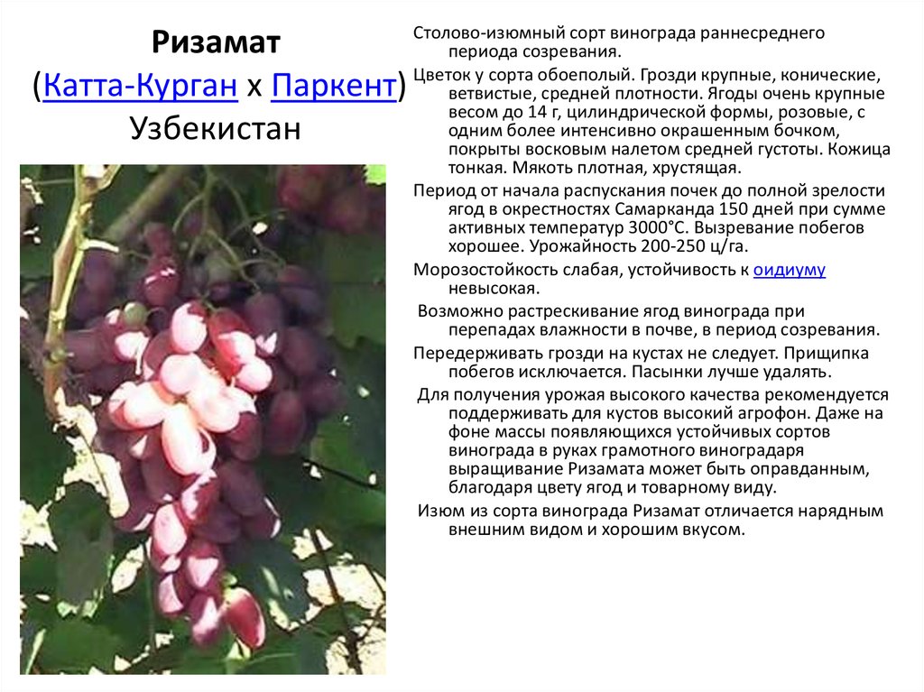 Виноград крымская жемчужина описание сорта - у дачки