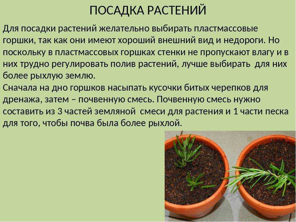 Адениум в домашних условиях: виды, посадка и уход, болезни и вредители растения. как сплести косичку и создать яркую композицию из разных сортов? (60+ фото)