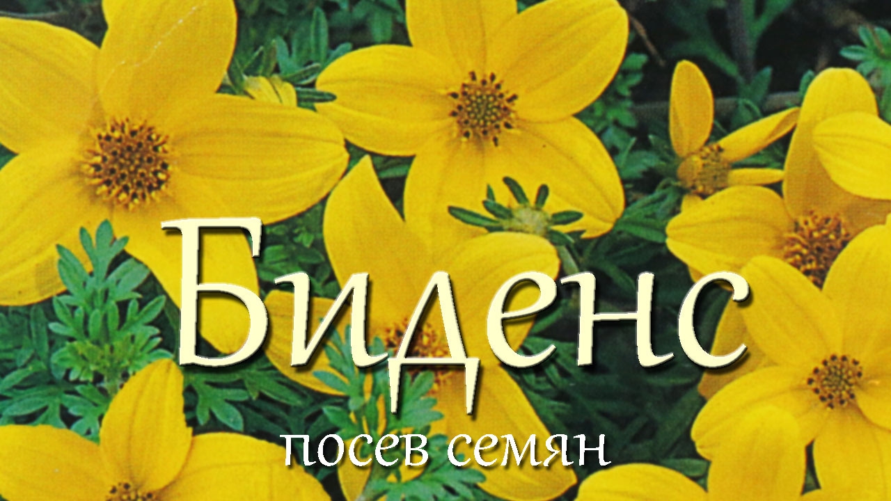 Биденс