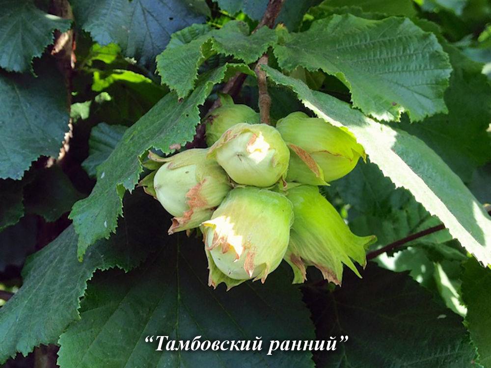 Фундук римский описание сорта с фото | фундуковая ферма