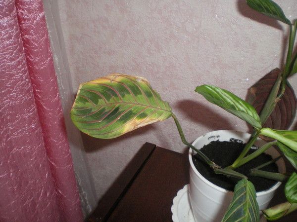 Цветок маранта уход в домашних условиях | flowery-blog