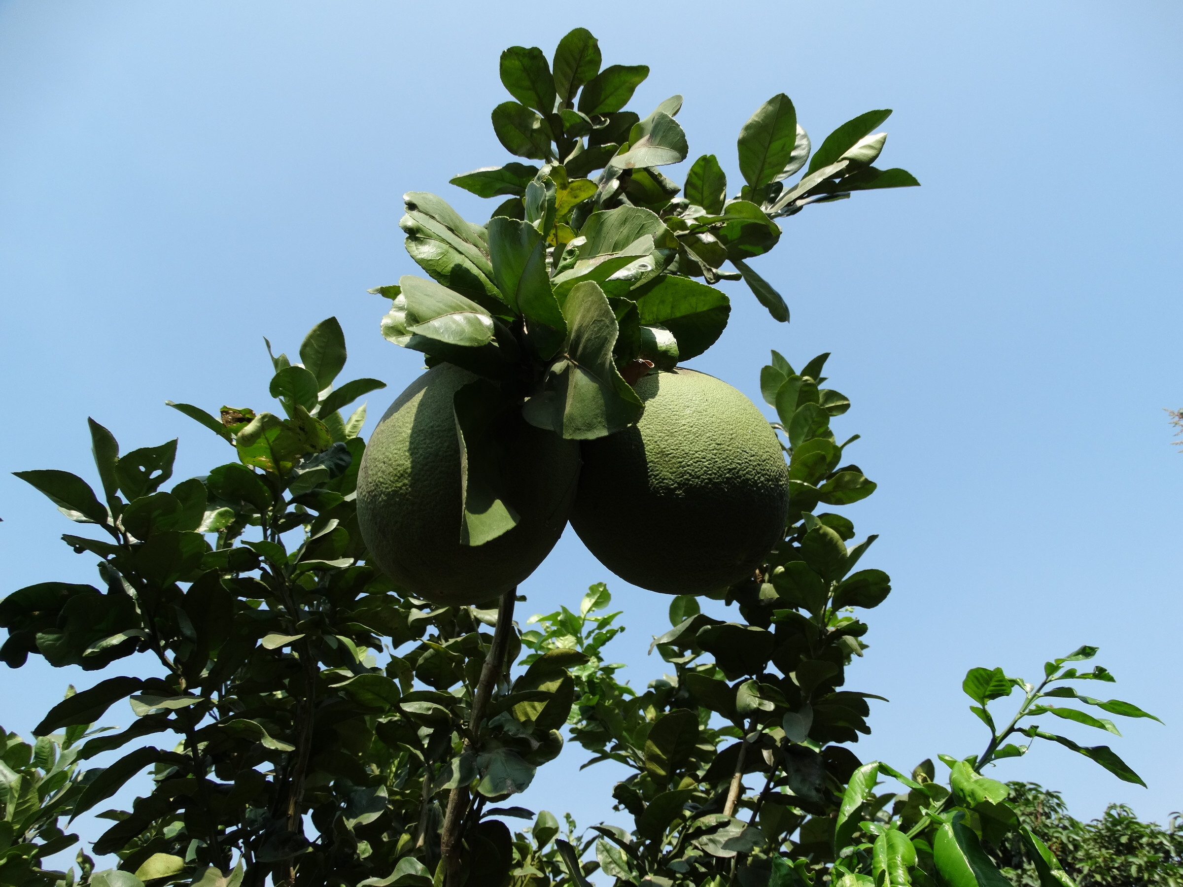 Как делать: помело (citrus grandis). описание, виды и выращивание помело