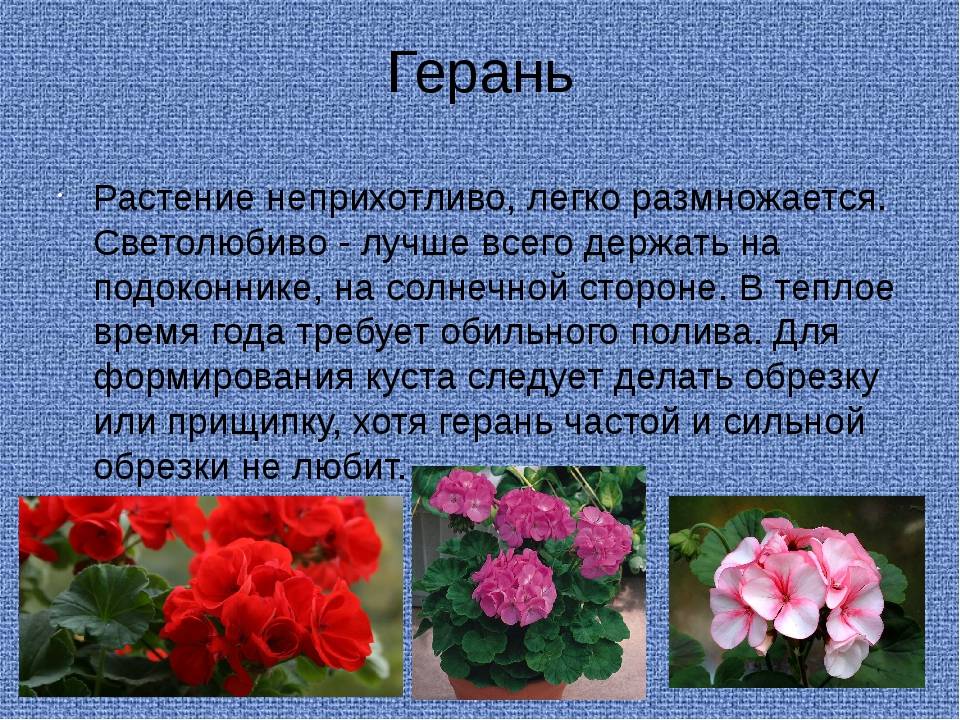 Герань: посадка и уход (цветок для «ленивых»)