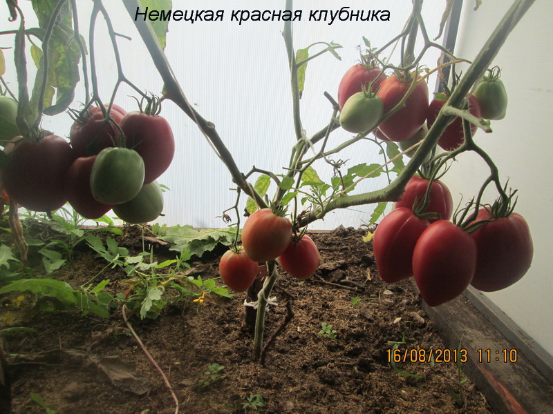 Индетерминантные и детерминантные сорта томатов: что это такое и как их выращивать?