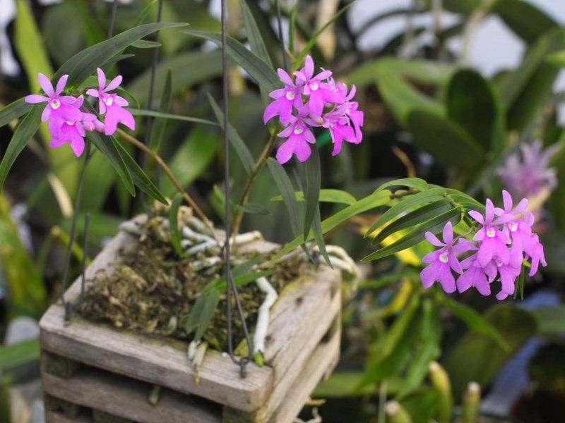 Уход за орхидеей epidendrum radicans