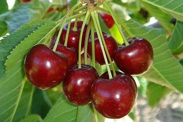 Лучшие ранние сорта черешни с описанием и фото