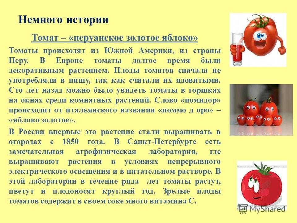Томат гордость грайтмара характеристика и описание
