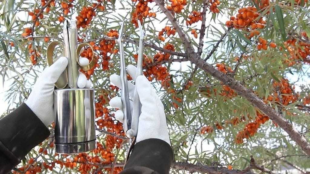 17 лучших сортов облепихи: без колючек и шипов, урожайные и морозостойкие