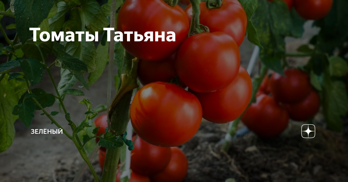 Томат татьяна: особенности сорта, описание, урожайность, отзывы