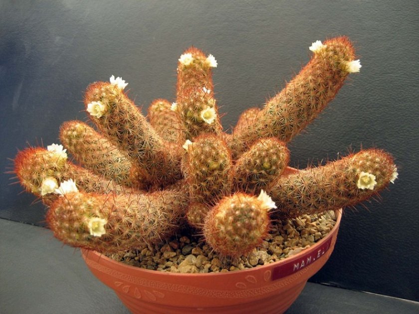 Маммиллярия / mammillaria - уход за кактусом, выбор почвы, размножение, болезни и вредители