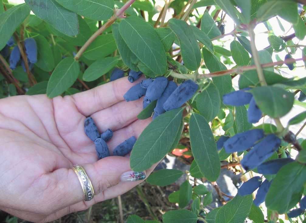 Жимолость каприфоль (lonicera caprifolium): сорта и виды, посадка, размножение и уход