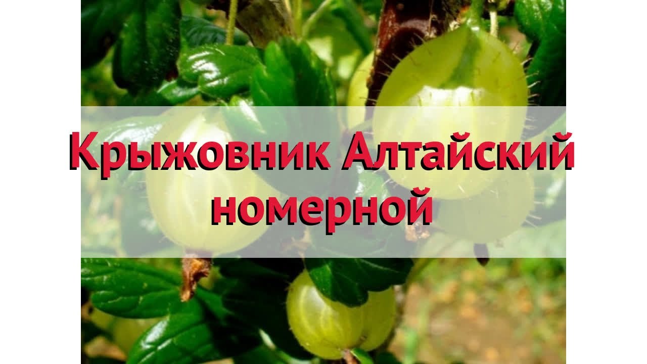 Крыжовник яровой: характеристика, особенности выращивания и размножения