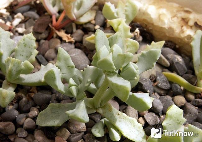How to grow oscularia: substrate, fertilization, irrigation ...
