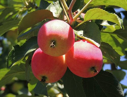 Яблоня (malus) - питомник растений сочи