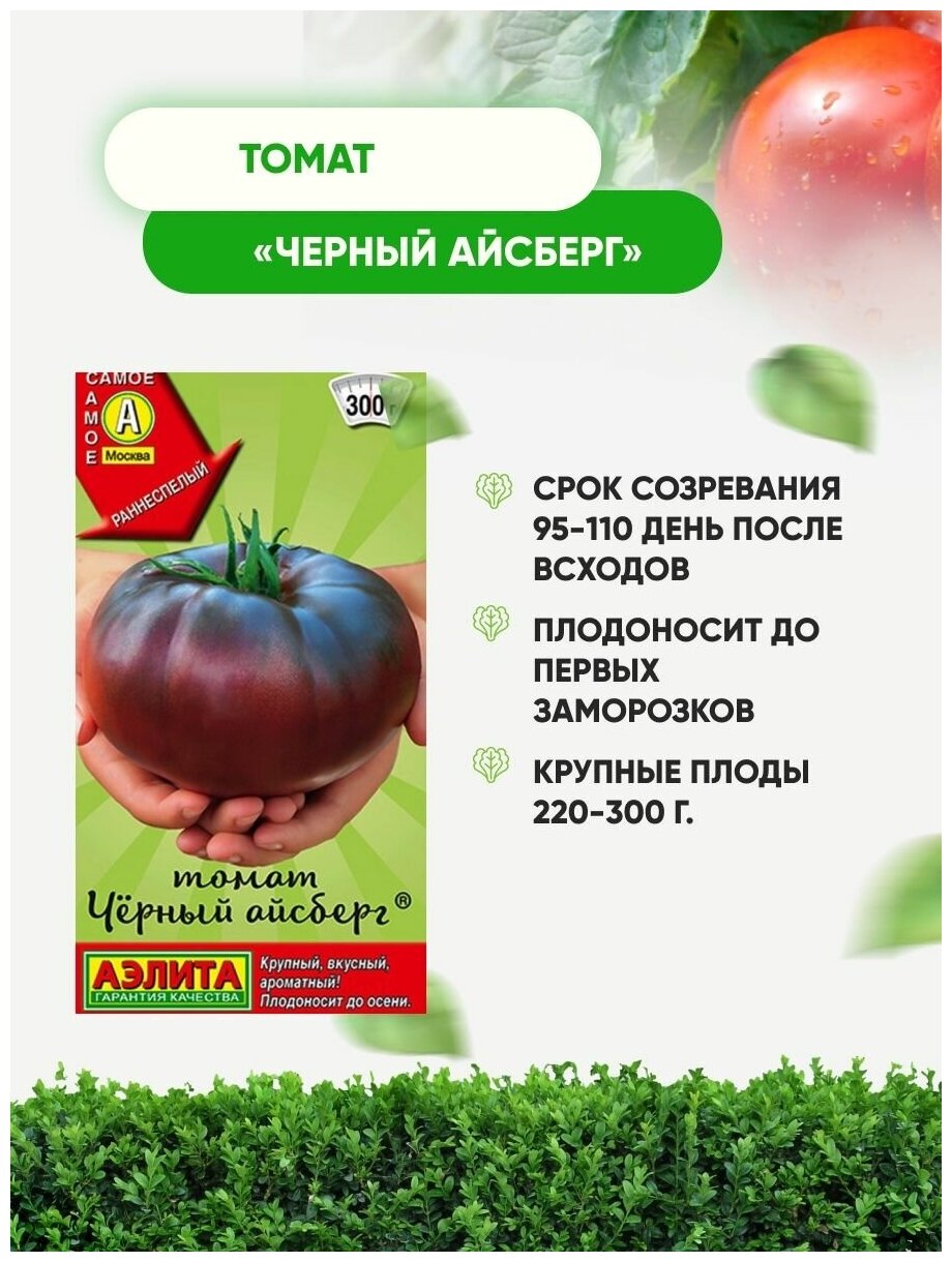 Томат айсберг: особенности сорта, описание, урожайность, отзывы тех, кто сажал, фото