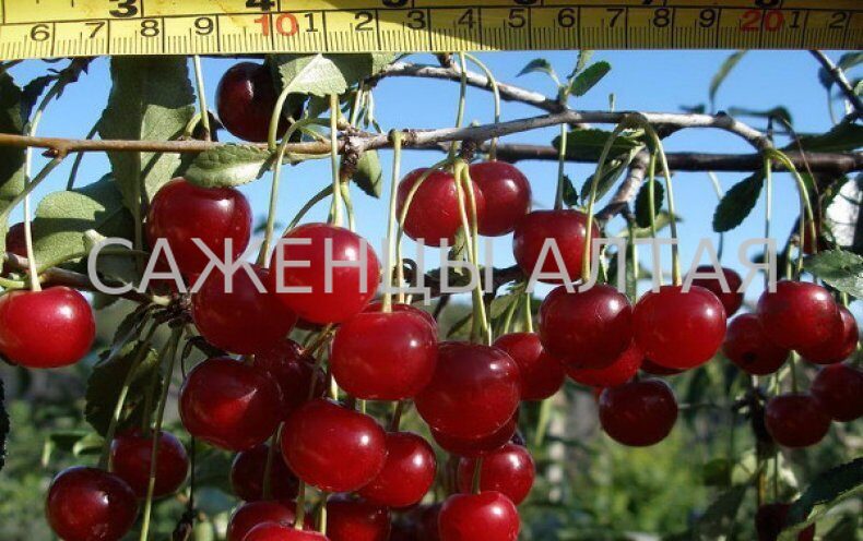 Вишня желанная: описание сорта, фото, отзывы, опылители
