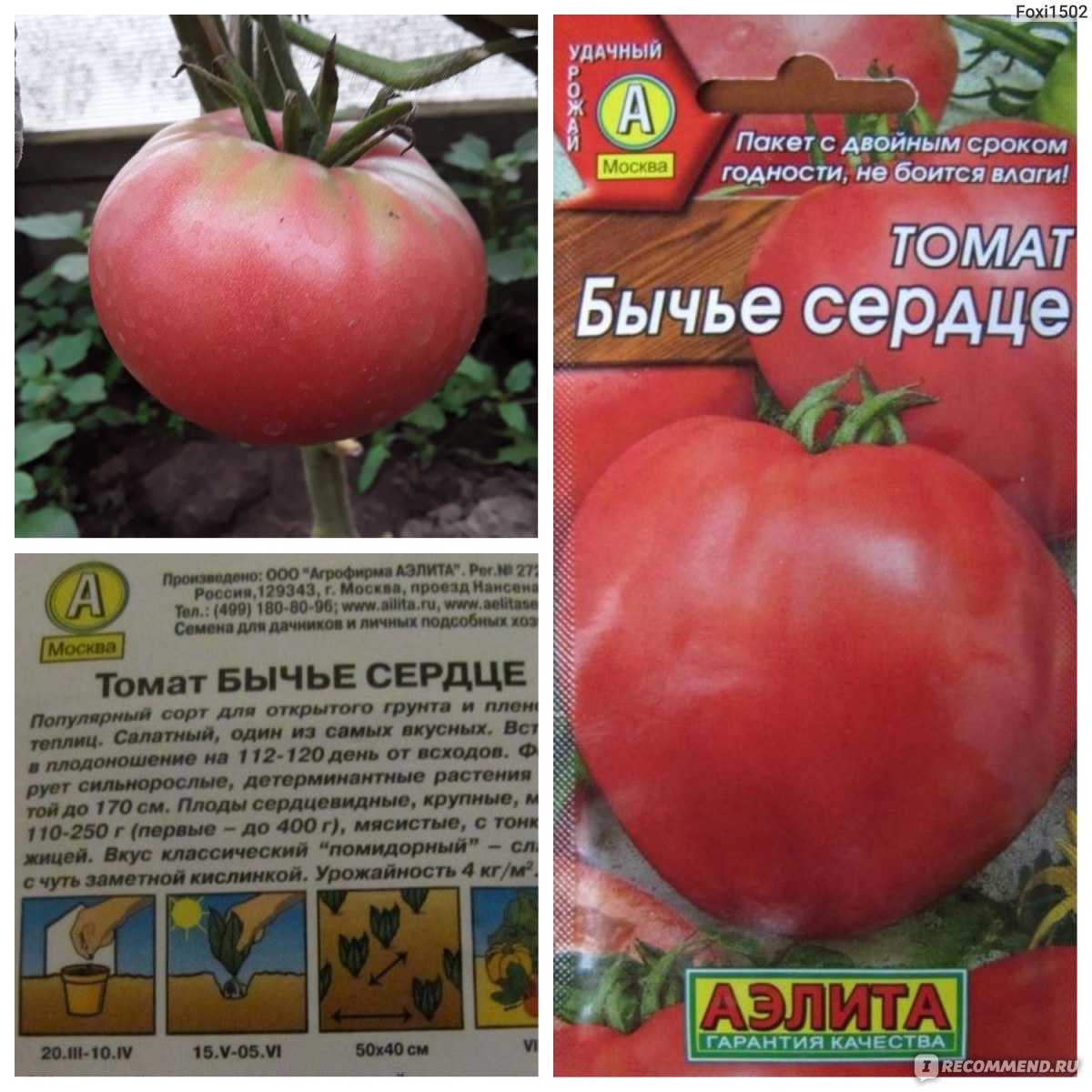 Томат бычье сердце: отзывы, урожайность, характеристика, посадка и уход с фото