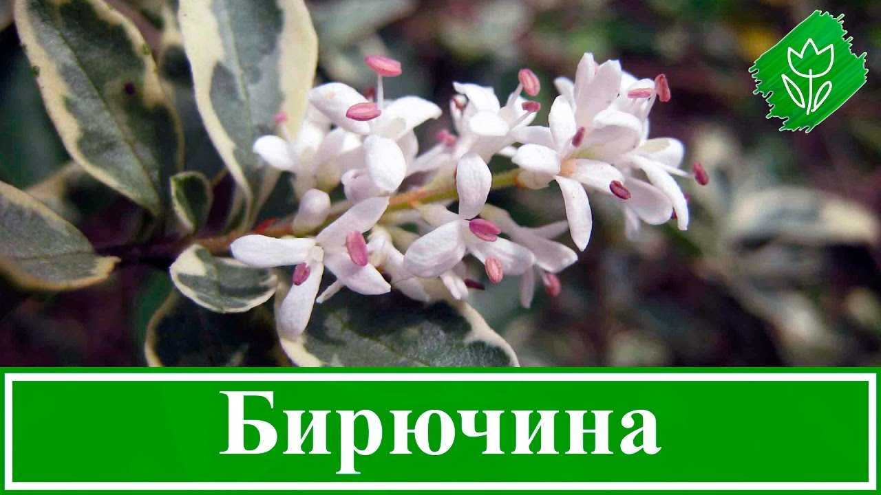 Бирючина: выращивание в саду, виды и сорта