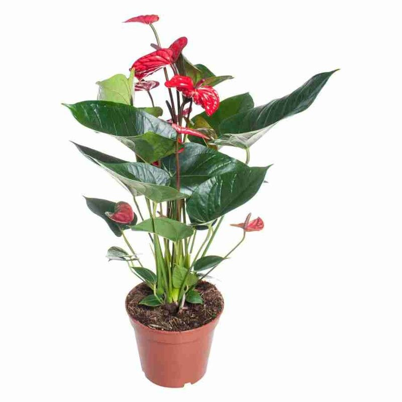 Антуриум андре (anthurium andraeanum) — описание, фото, уход в домашних условиях, отзывы