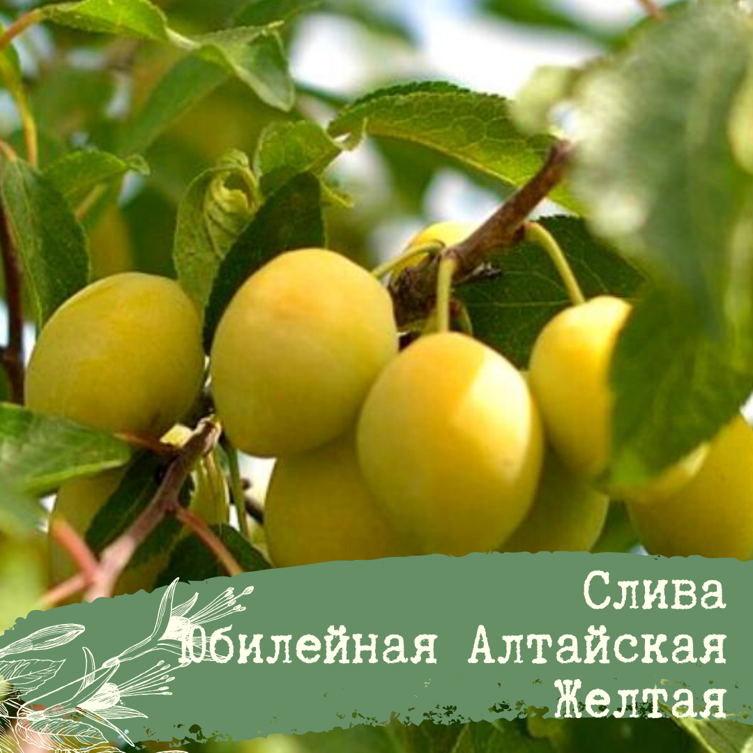 Слива алтайская юбилейная описание сорта фото отзывы