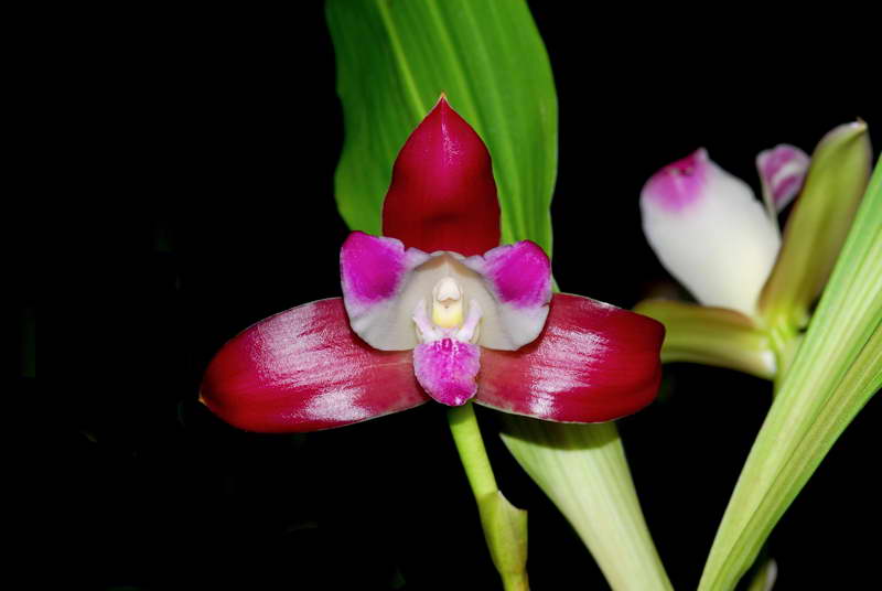 Липарис лезеля liparis loeselii