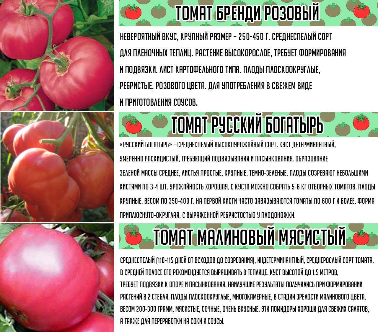 Мои любимые сорта томатов - огород