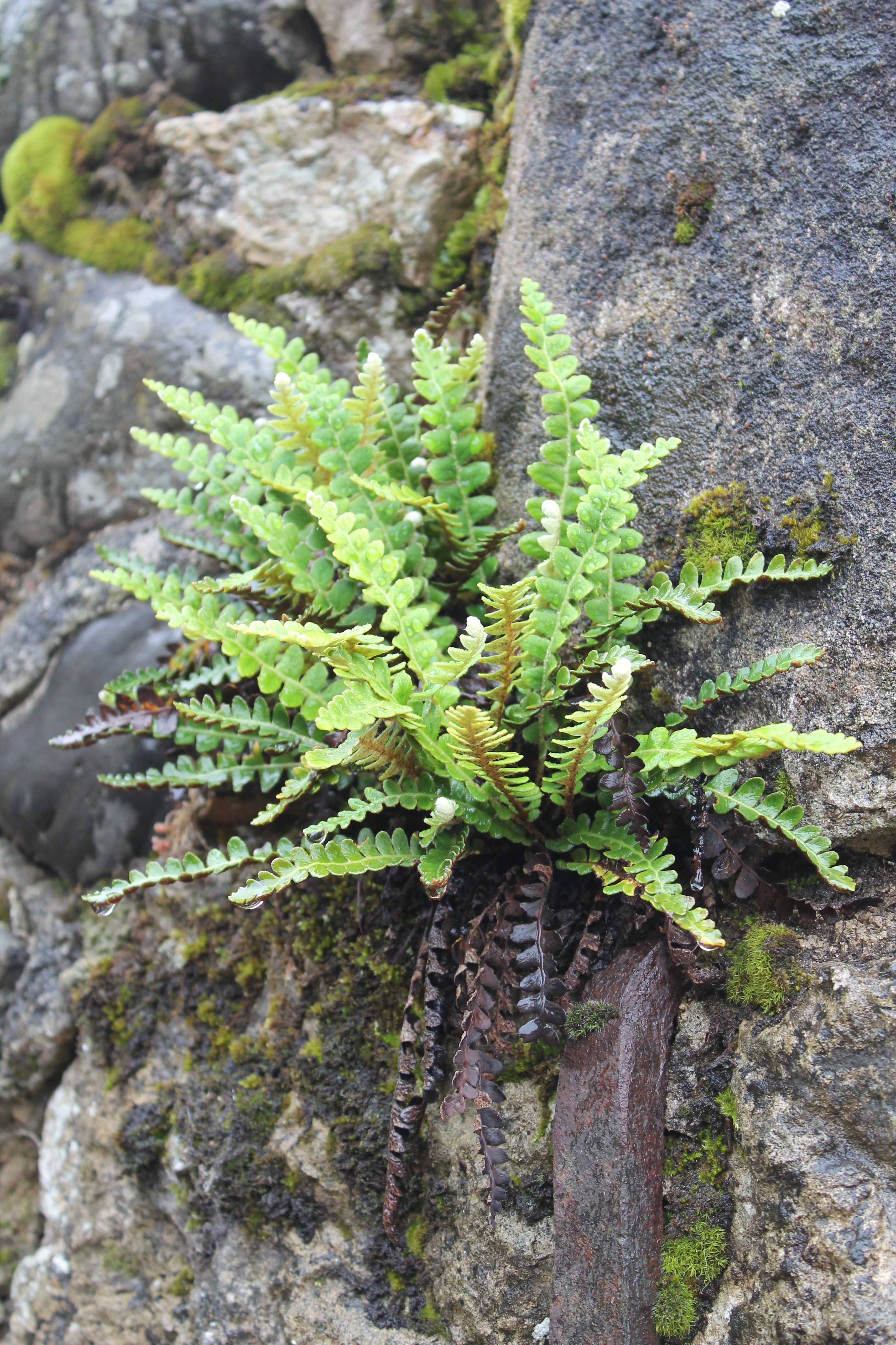 Вудсия эльбская (woodsia ilvensis) — описание, выращивание, фото