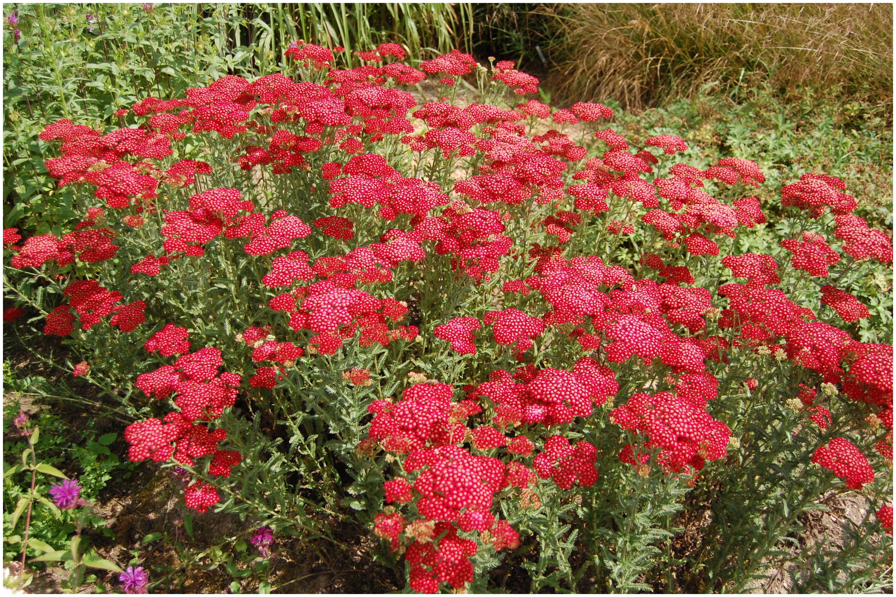 Тысячелистник обыкновенный (achillea millefolium l.)