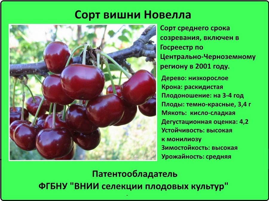 Самоопыляемые сорта черешни для подмосковья и средней полосы россии: названия с фото и описанием – сад и огород своими руками