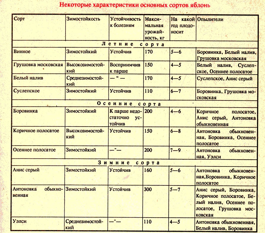 Груша лада: описание и характеристика морозоустойчивого сорта