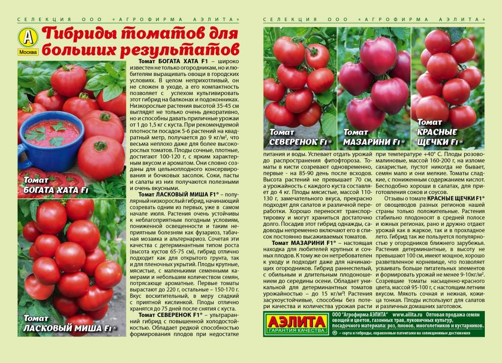 Сорт с потрясающим вкусом, который вы точно полюбите — томат «малиновый гигант»